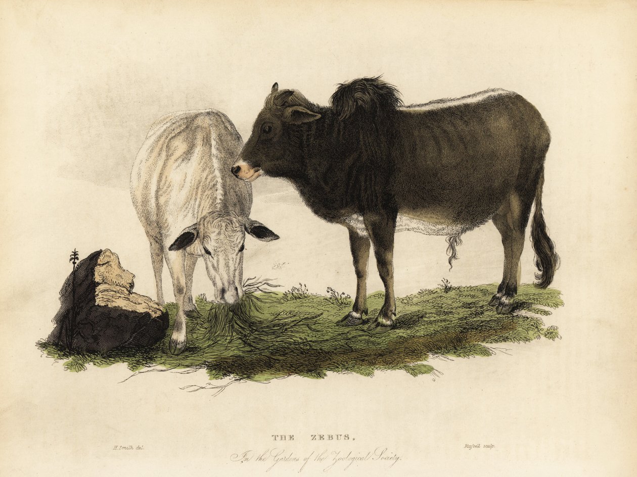 Zebu, az indiai bos. alkotó: William Smellie