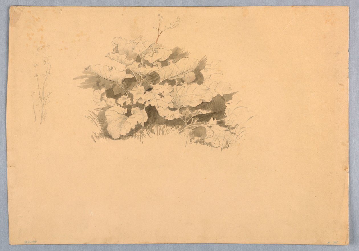 A lombozat tanulmányozása alkotó: William Stanley Haseltine