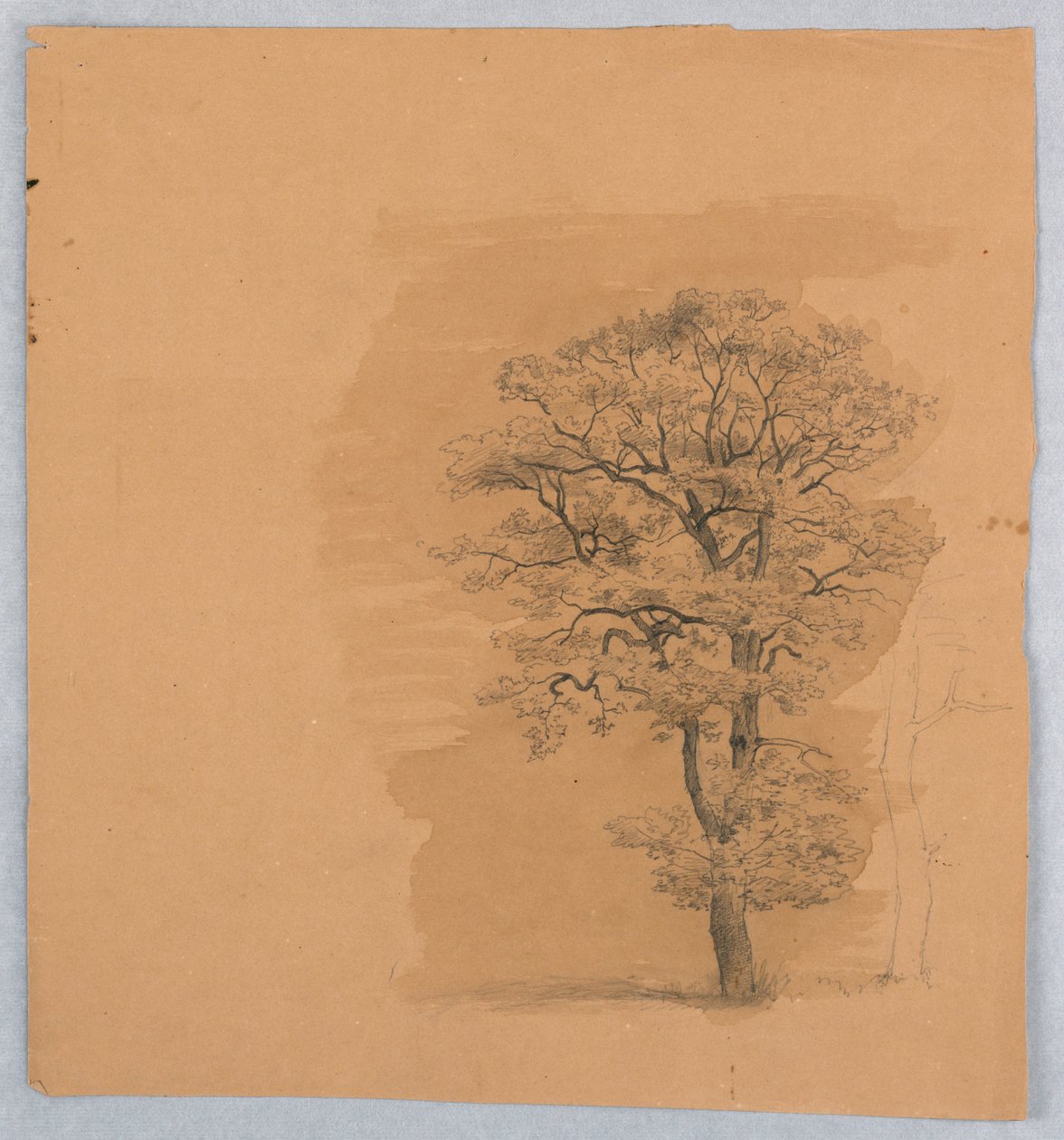 A lombozat tanulmányozása alkotó: William Stanley Haseltine