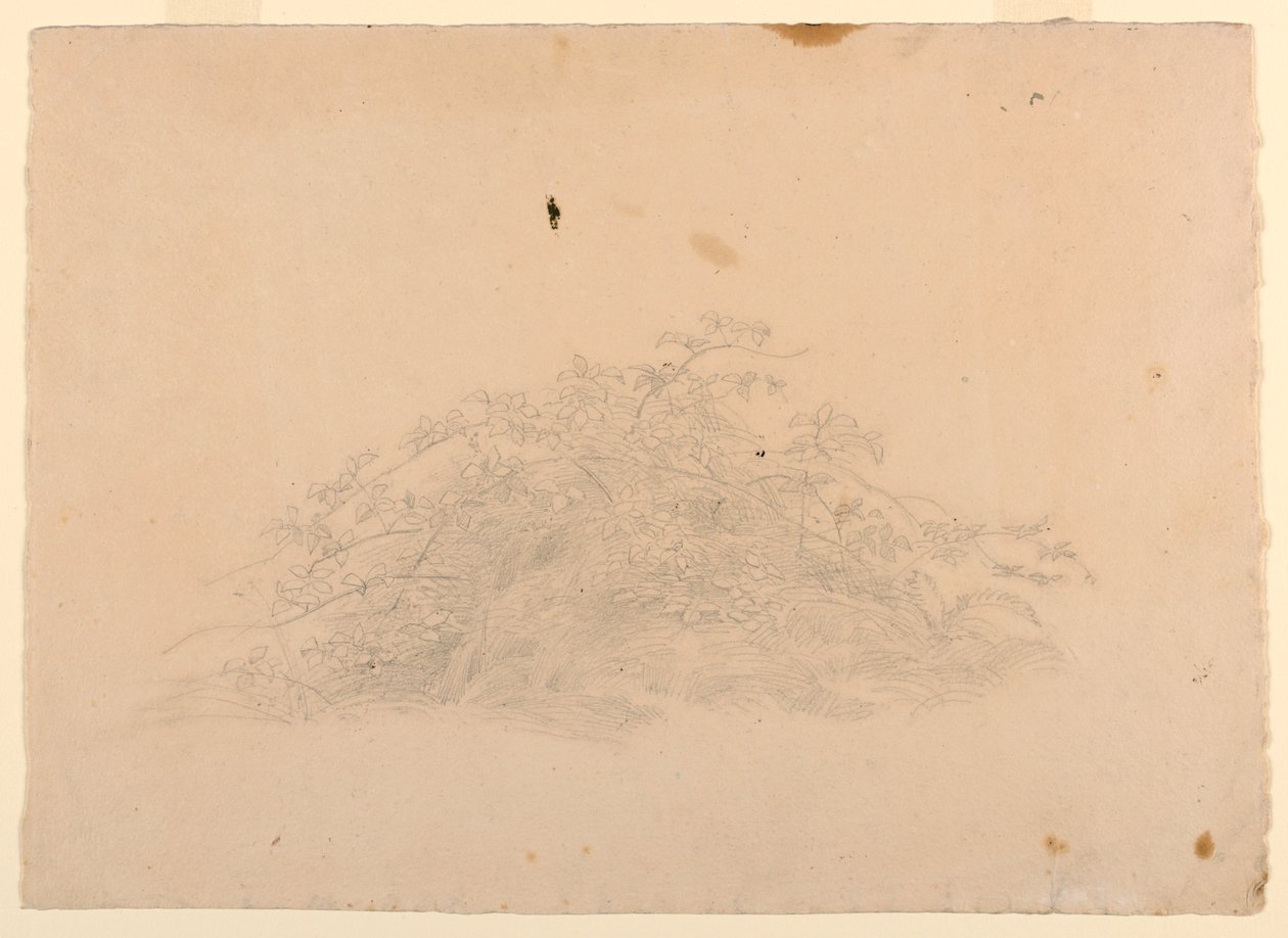 A lombozat tanulmányozása alkotó: William Stanley Haseltine