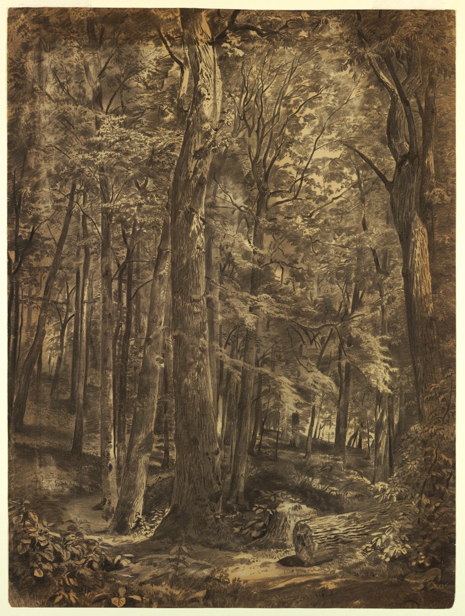 Rajz, In the Woods, tanulmány festményhez, June Woods, New York Historical Society, a New York-i Közkönyvtár kölcsönzése, 1864. alkotó: William Trost Richards