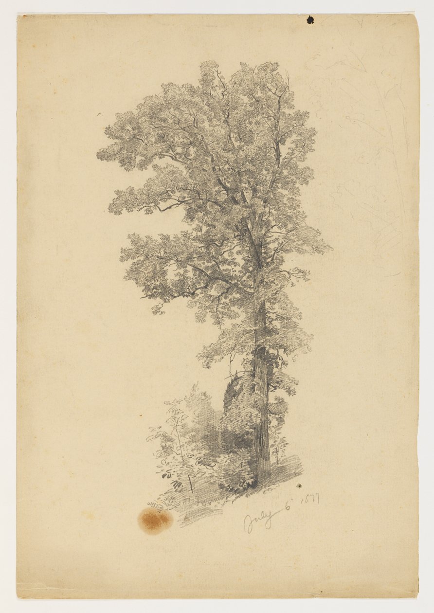 A lombozat tanulmányozása alkotó: William Trost Richards