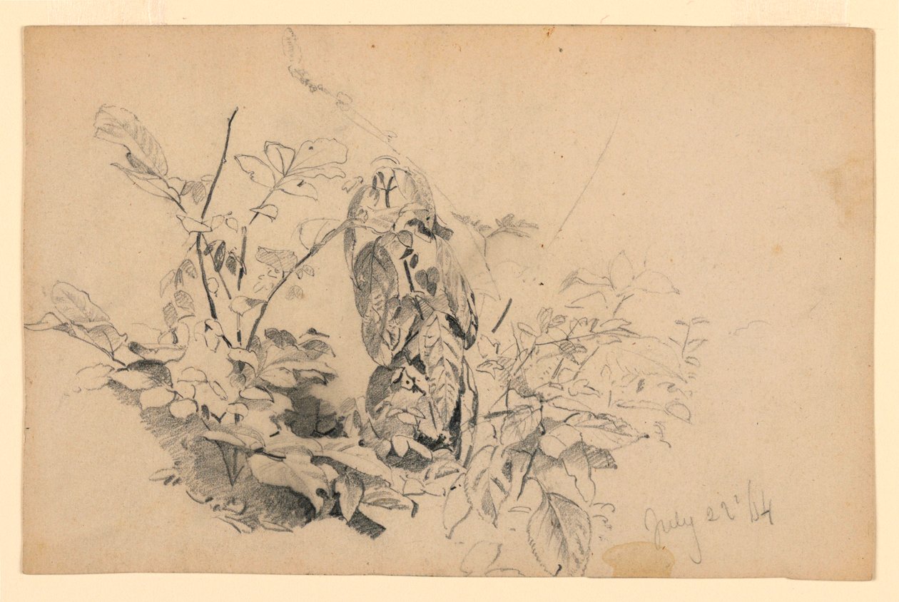 A lombozat tanulmányozása alkotó: William Trost Richards