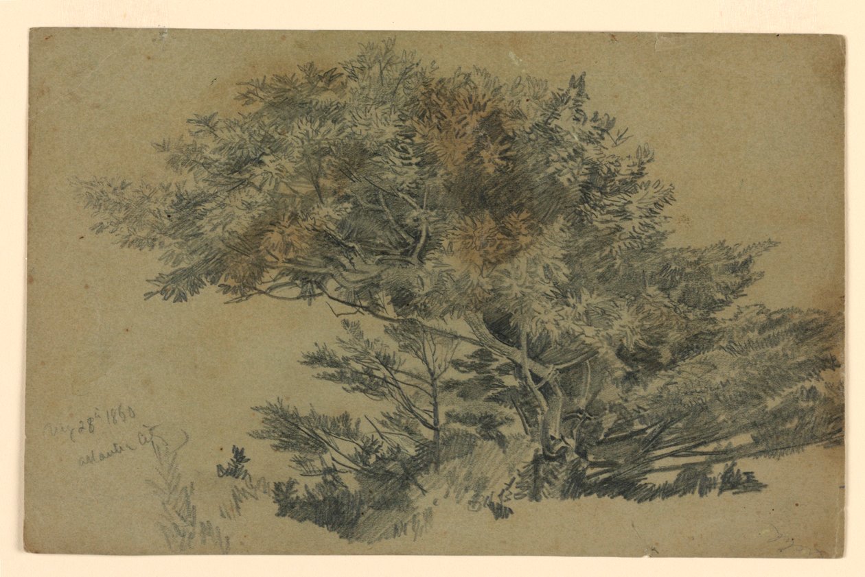 A lombozat tanulmányozása alkotó: William Trost Richards