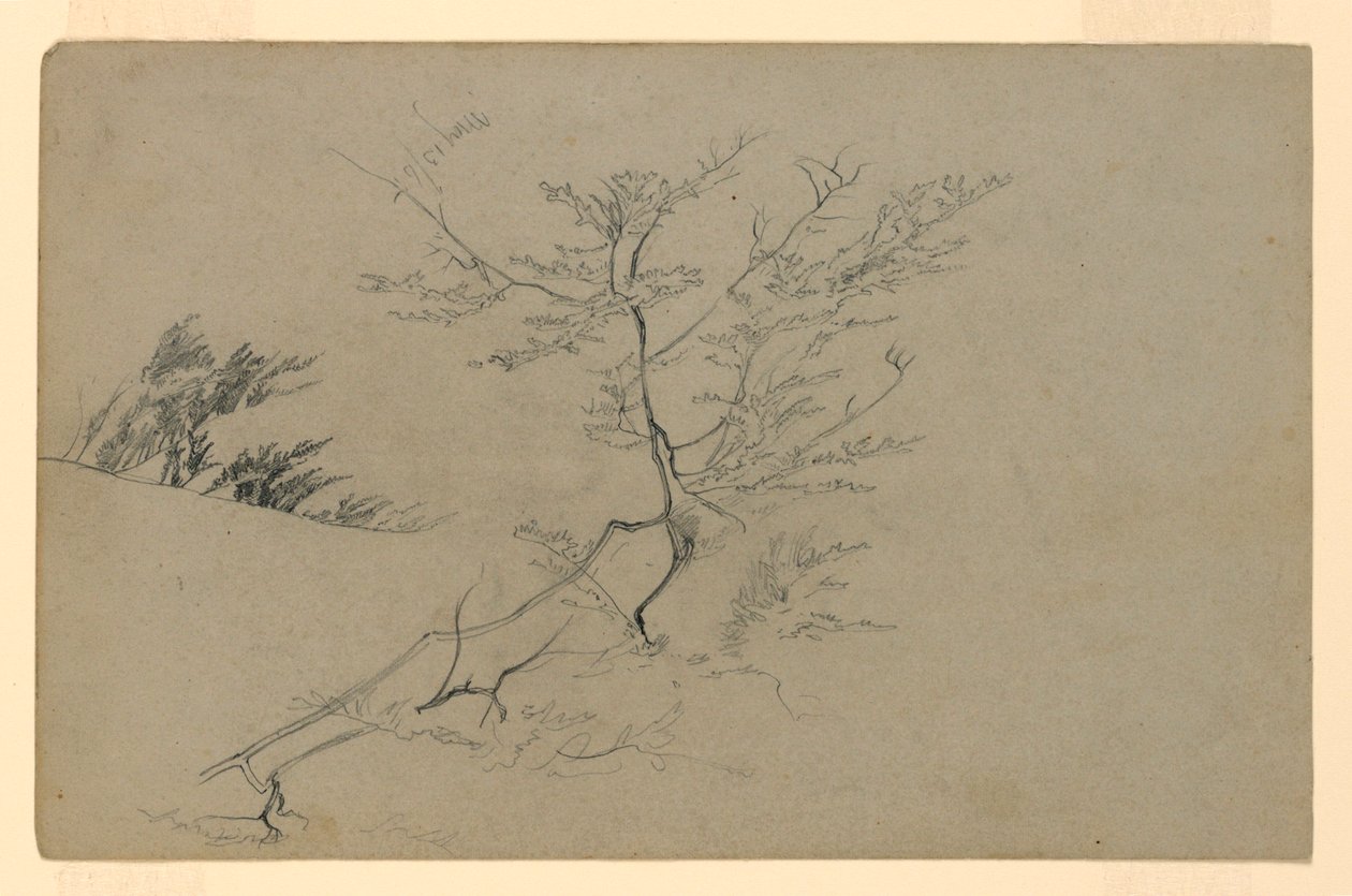 A lombozat tanulmányozása alkotó: William Trost Richards