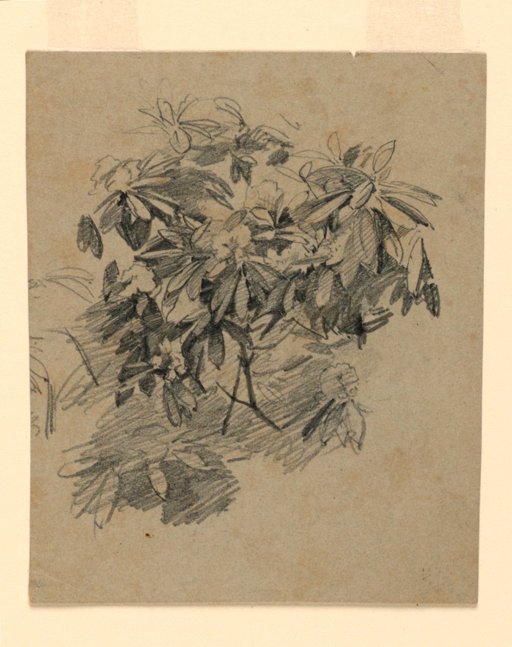 A lombozat tanulmányozása alkotó: William Trost Richards