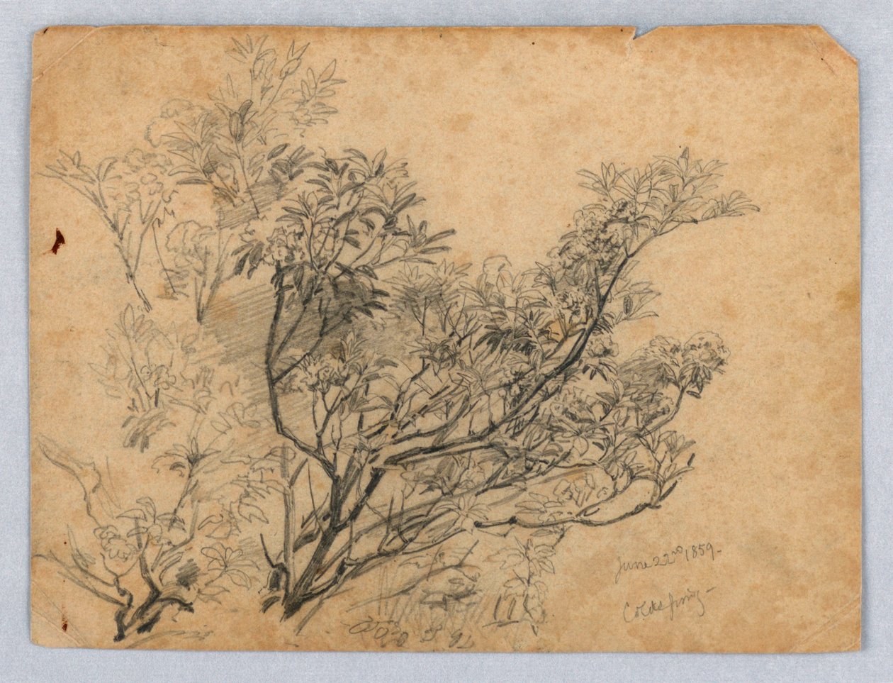 A lombozat tanulmányozása alkotó: William Trost Richards