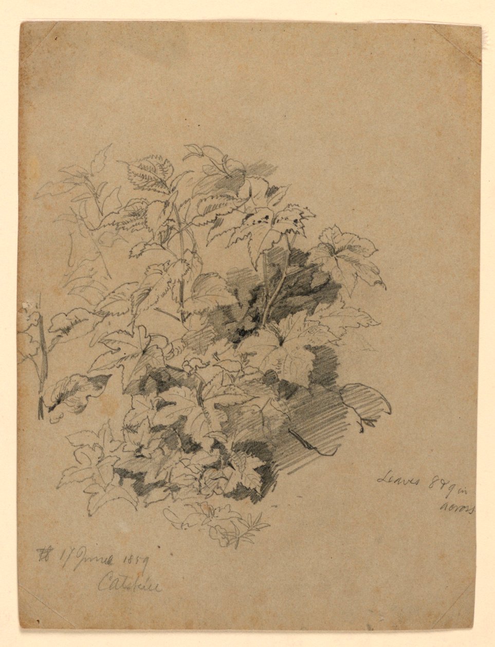A lombozat tanulmányozása alkotó: William Trost Richards