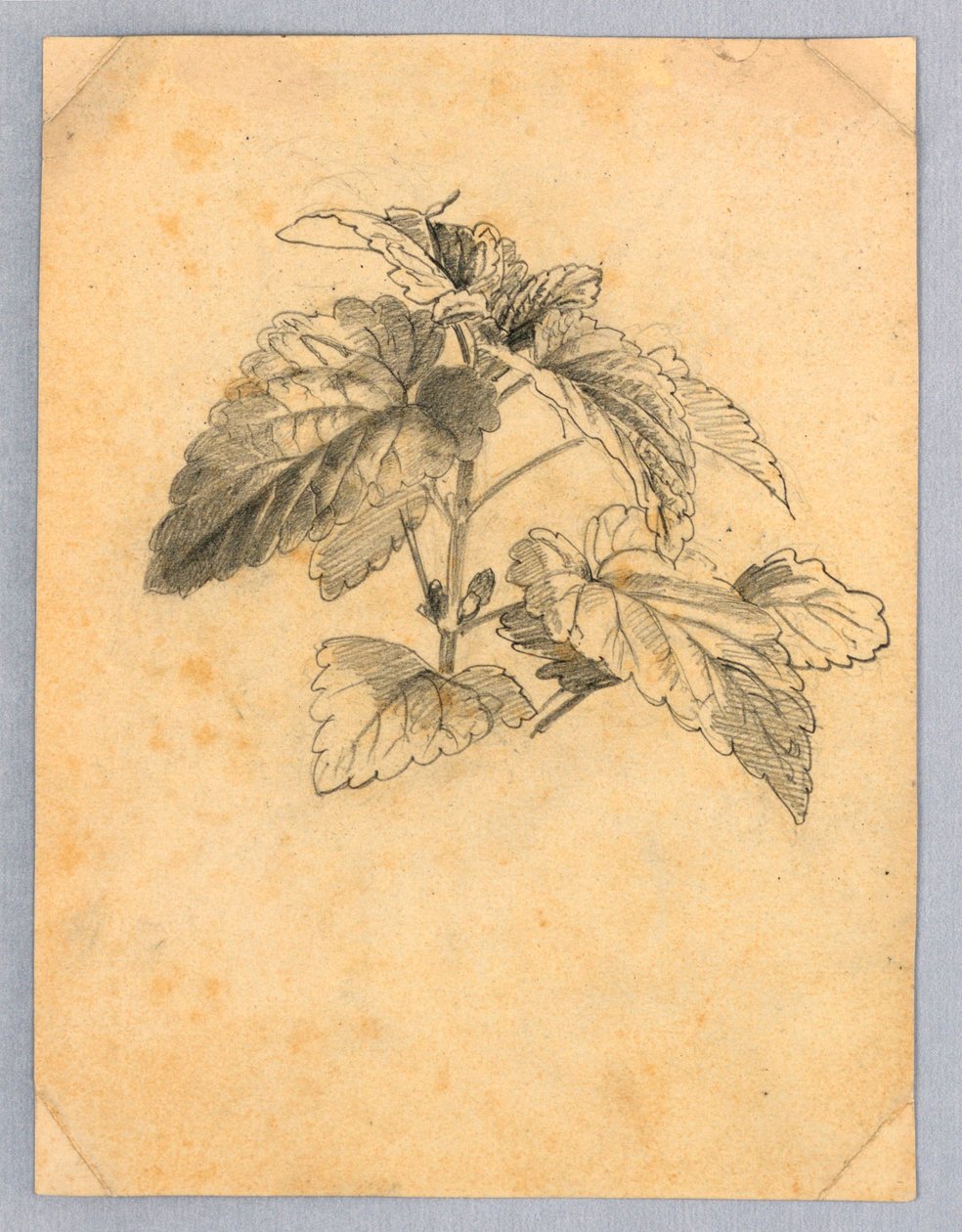 A lombozat tanulmányozása alkotó: William Trost Richards