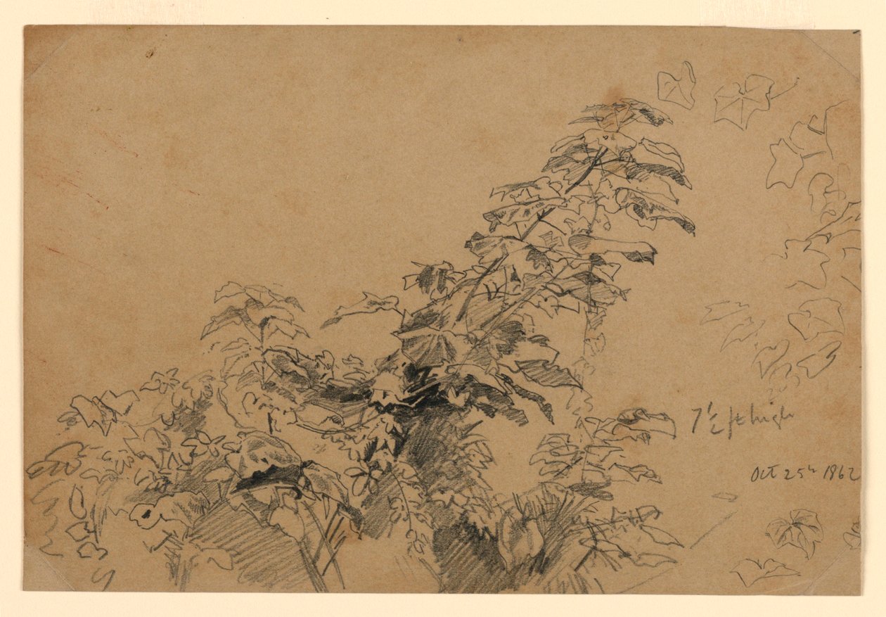 A lombozat tanulmányozása alkotó: William Trost Richards