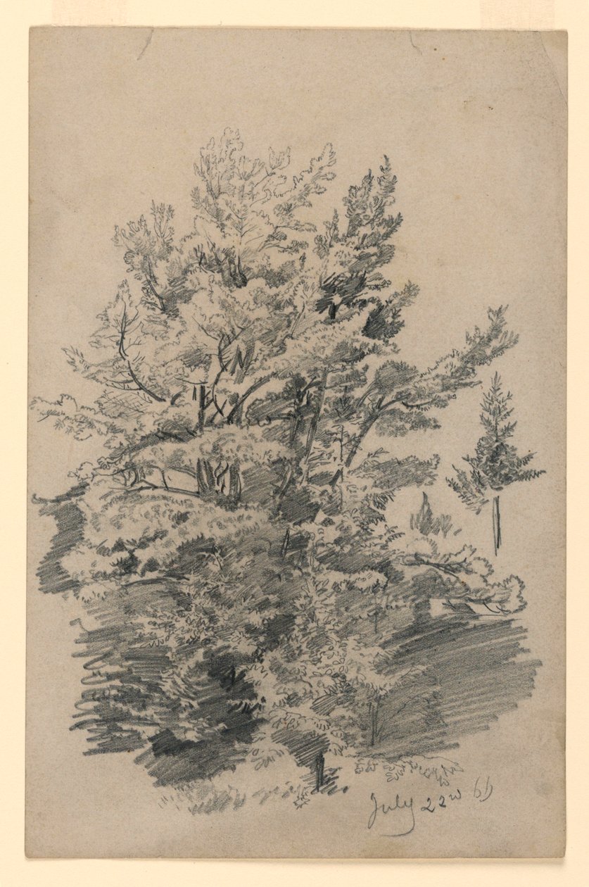 A lombozat tanulmányozása alkotó: William Trost Richards