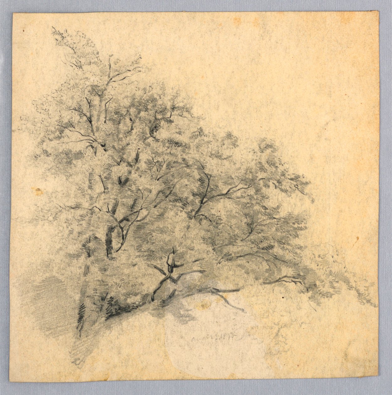A lombozat tanulmányozása alkotó: William Trost Richards