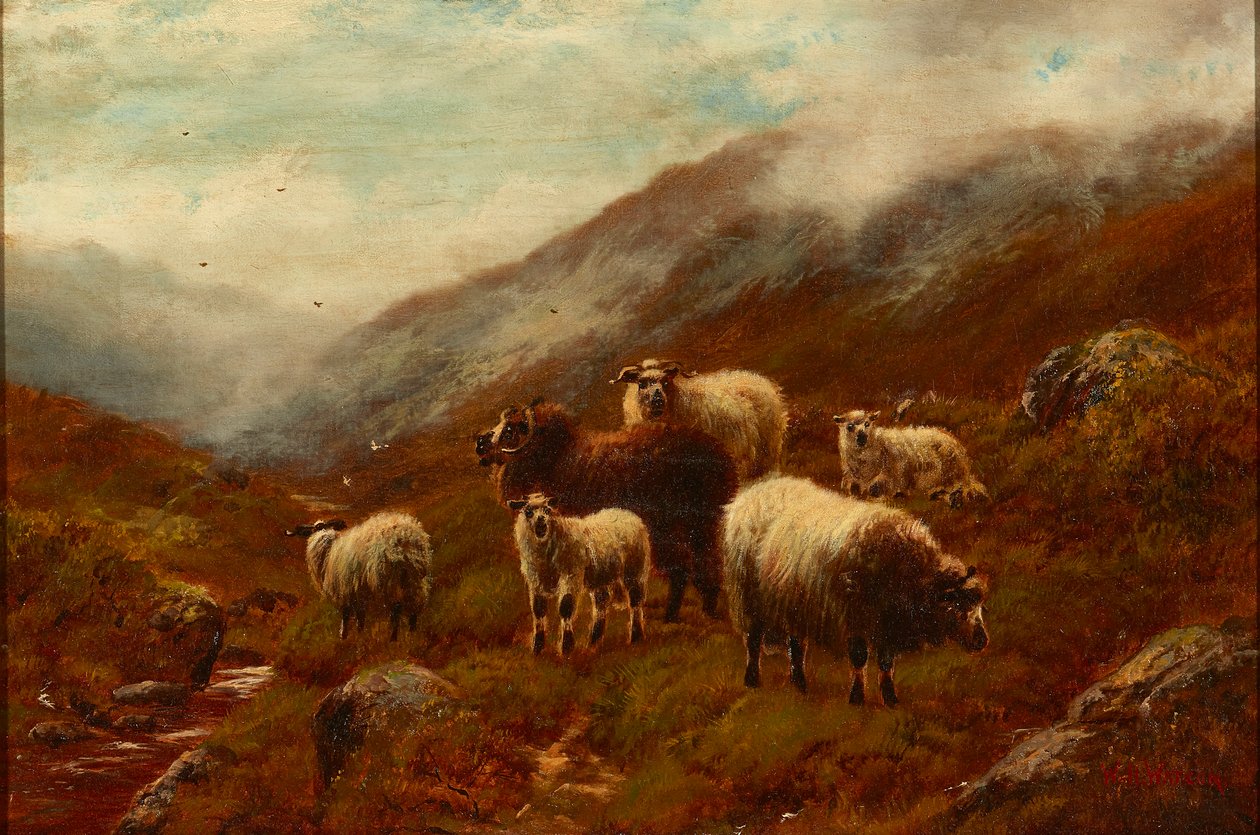 Highland Sheep On a Hillside (olaj, vászon) alkotó: William Watson