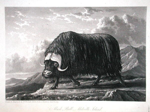 Musk Bull, Melville Island, „Journal of a Voyage for the Discovery of a Discovery of a North West Passage from the Atlantic to the Pacific, előadva az 1819-20-as években”, William Edward Parry, 1821-ben megjelent (metszet) alkotó: William Westall