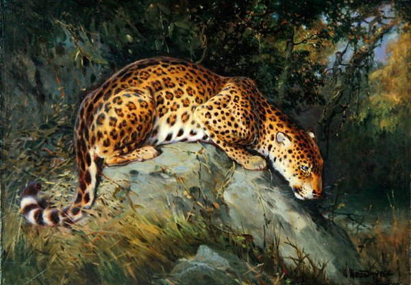 Leopárd kuporog egy sziklán (olaj, vászon a fedélzeten) alkotó: William Woodhouse