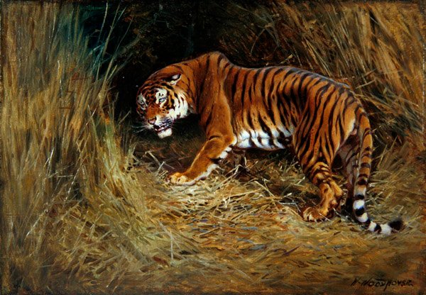 Prowling Tigris (olaj, vászon a fedélzeten) alkotó: William Woodhouse