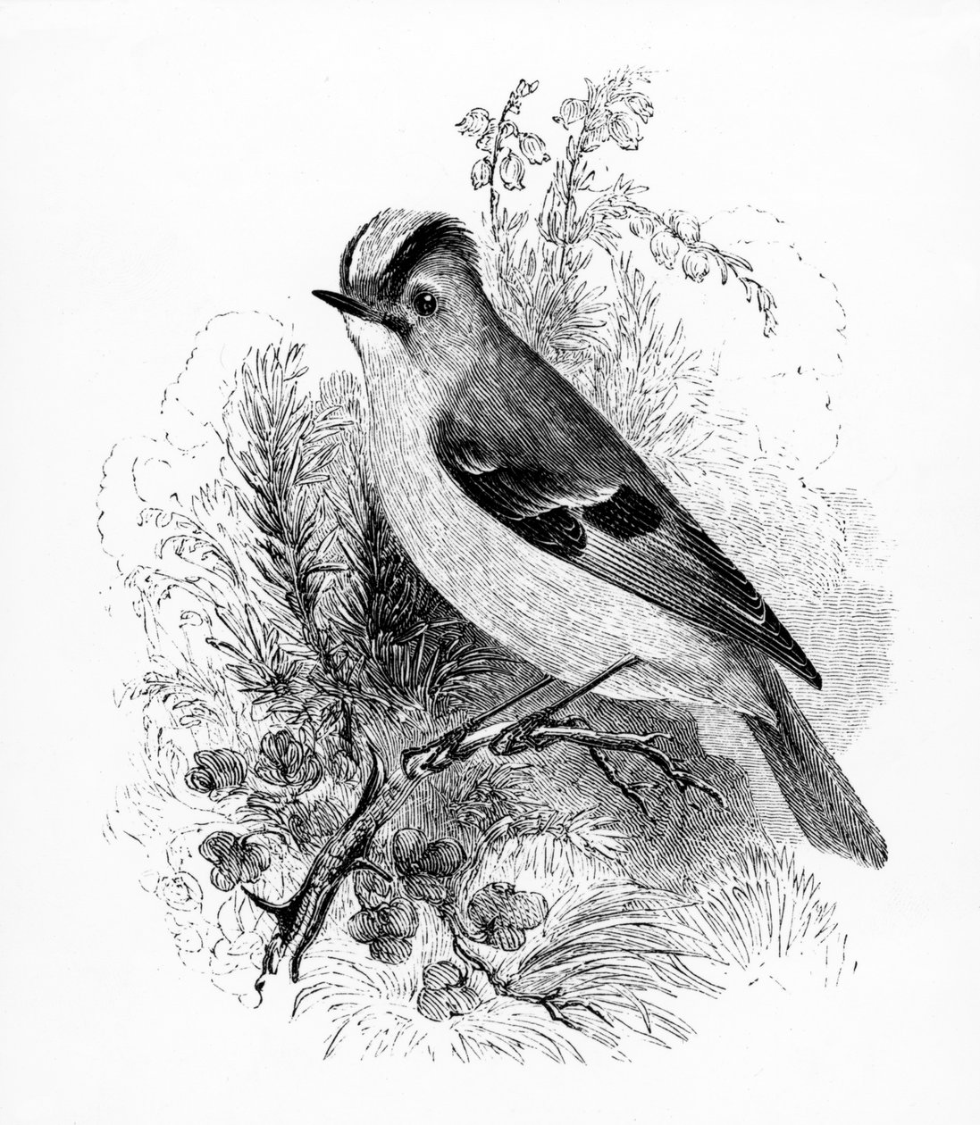 Golden Crested Regulus, illusztráció William Yarrell „A British Birds története” című művéből, először 1843-ban jelent meg alkotó: William Yarrell