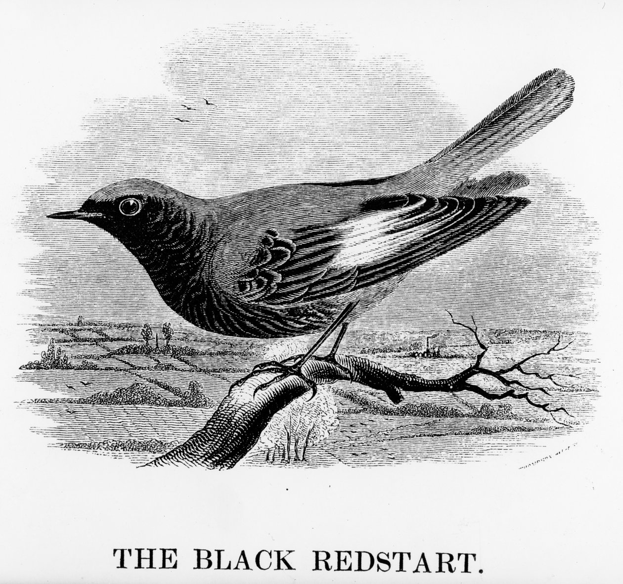 The Black Redstart, illusztráció William Yarrell „A British Birds története” című művéből, először 1843-ban jelent meg (fametszet) alkotó: William Yarrell