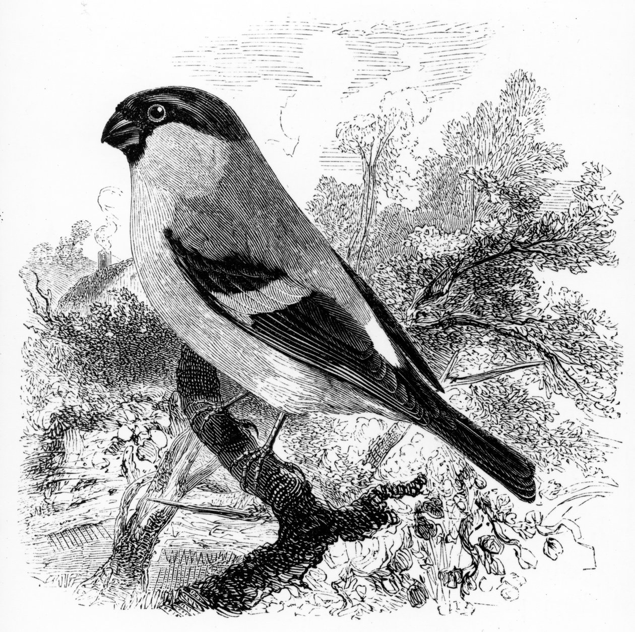 The Bullfinch, illusztráció William Yarrell „A British Birds története” című művéből, először 1843-ban jelent meg alkotó: William Yarrell