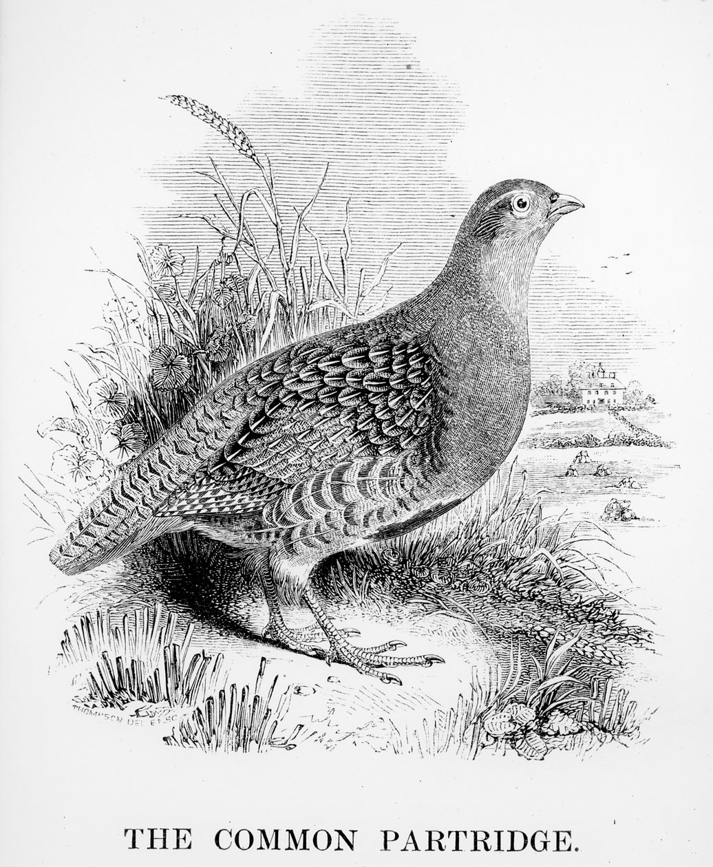 The Common Partridge, illusztráció William Yarrell „A British Birds története” című művéből, először 1843-ban jelent meg alkotó: William Yarrell