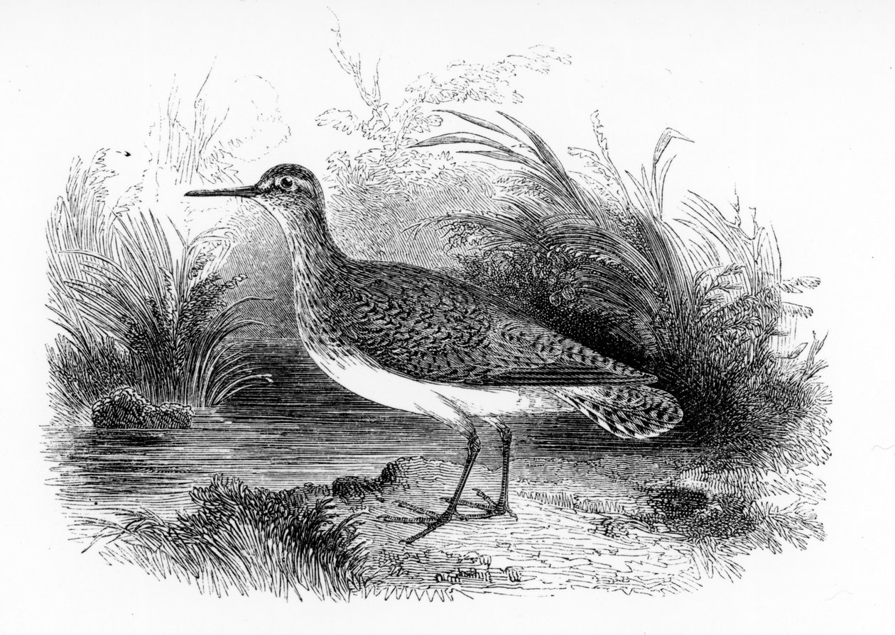 The Common Sandpiper, illusztráció William Yarrell „A British Birds története” című művéből, először 1843-ban jelent meg alkotó: William Yarrell