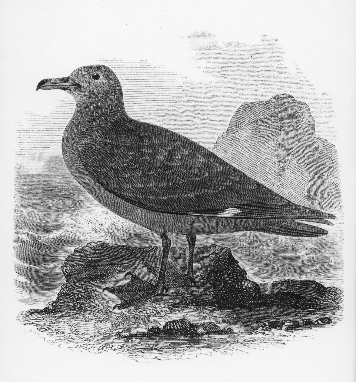 The Common Skua, illusztráció William Yarrell „A British Birds története” című művéből, először 1843-ban jelent meg alkotó: William Yarrell