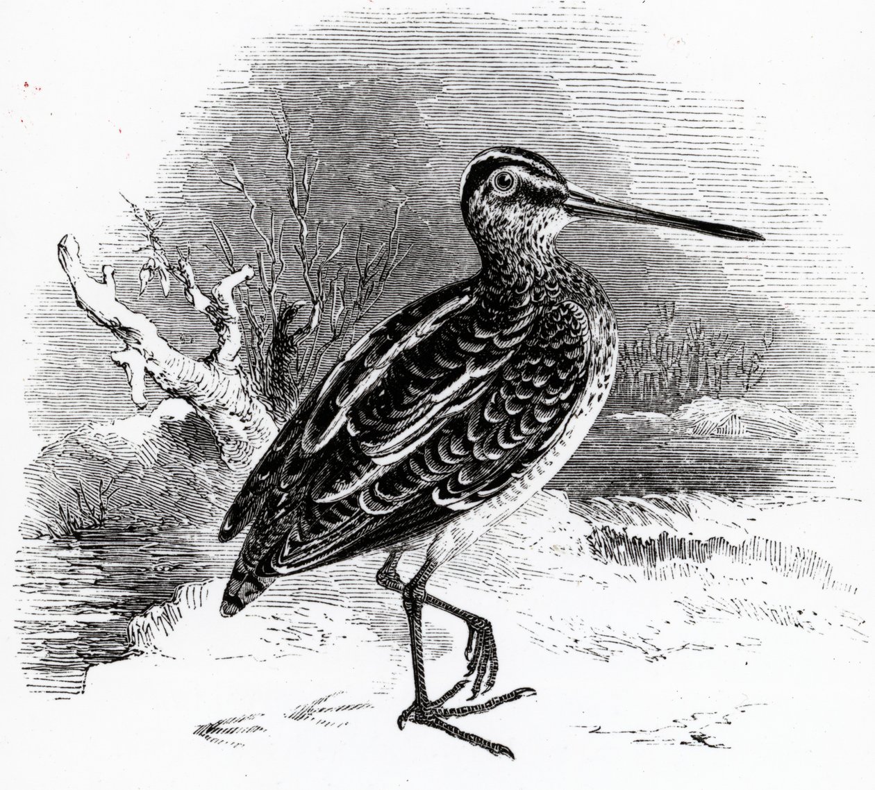 The Common Snipe, illusztráció William Yarrell „A British Birds története” című művéből, először 1843-ban jelent meg alkotó: William Yarrell