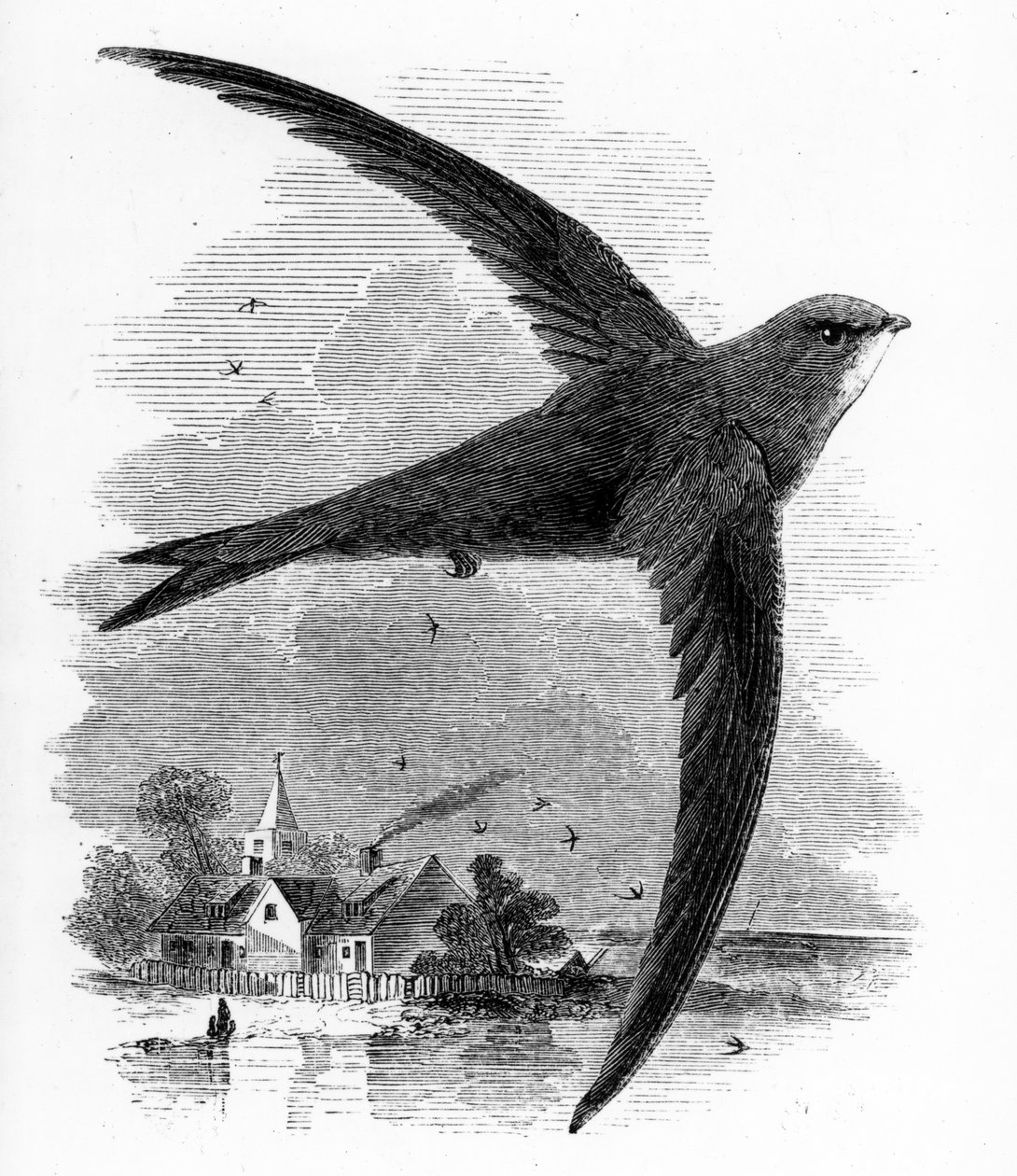 The Common Swift, illusztráció William Yarrell „A British Birds története” című művéből, először 1843-ban jelent meg alkotó: William Yarrell