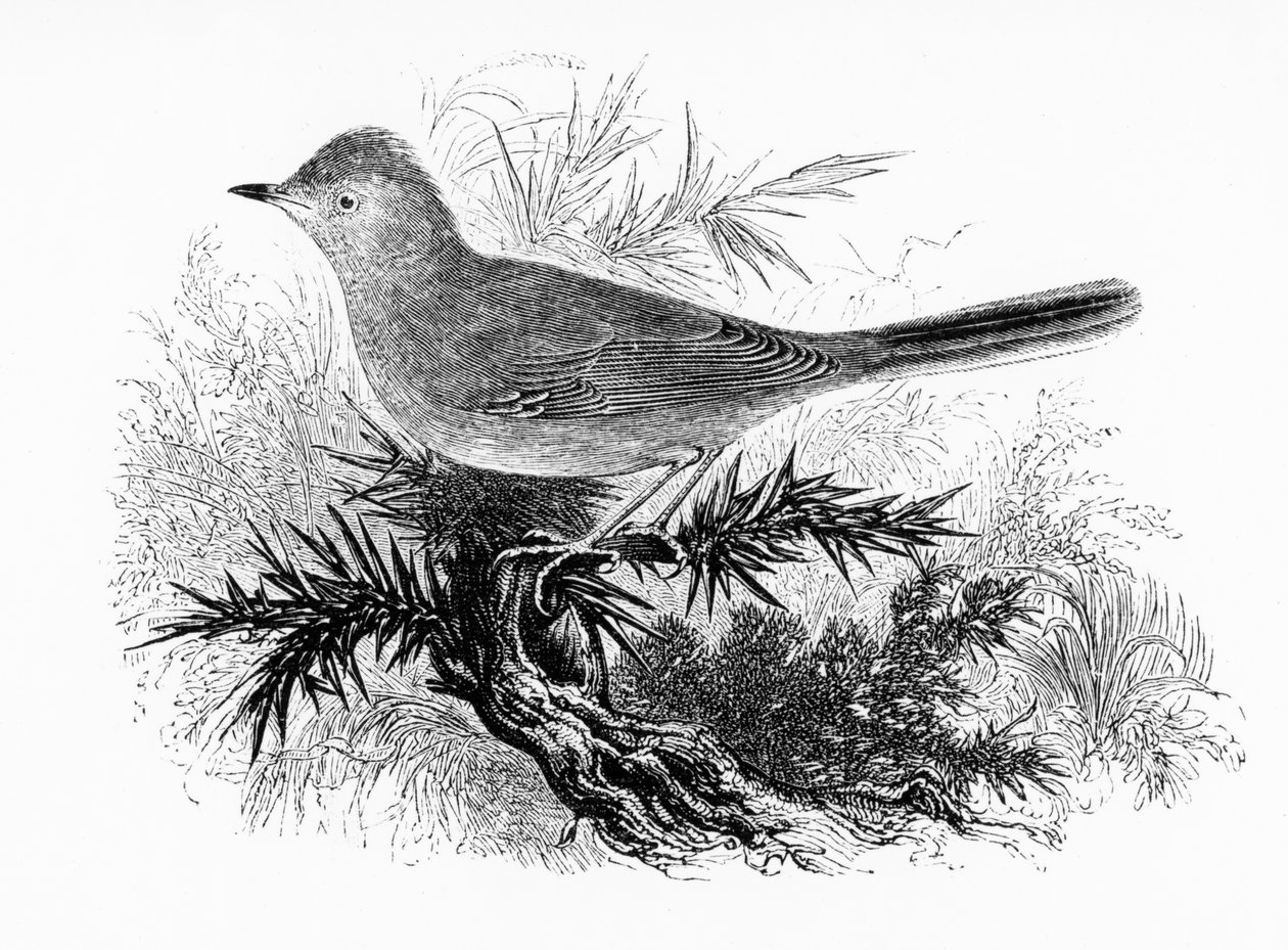 A Dartford Warbler, William Yarrell „A History of British Birds” című művéből készült illusztráció, először 1843-ban jelent meg alkotó: William Yarrell