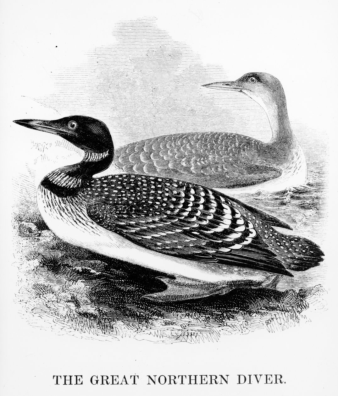 The Great Northern Diver, illusztráció William Yarrell „A British Birds története” című művéből, először 1843-ban jelent meg (fametszet) alkotó: William Yarrell
