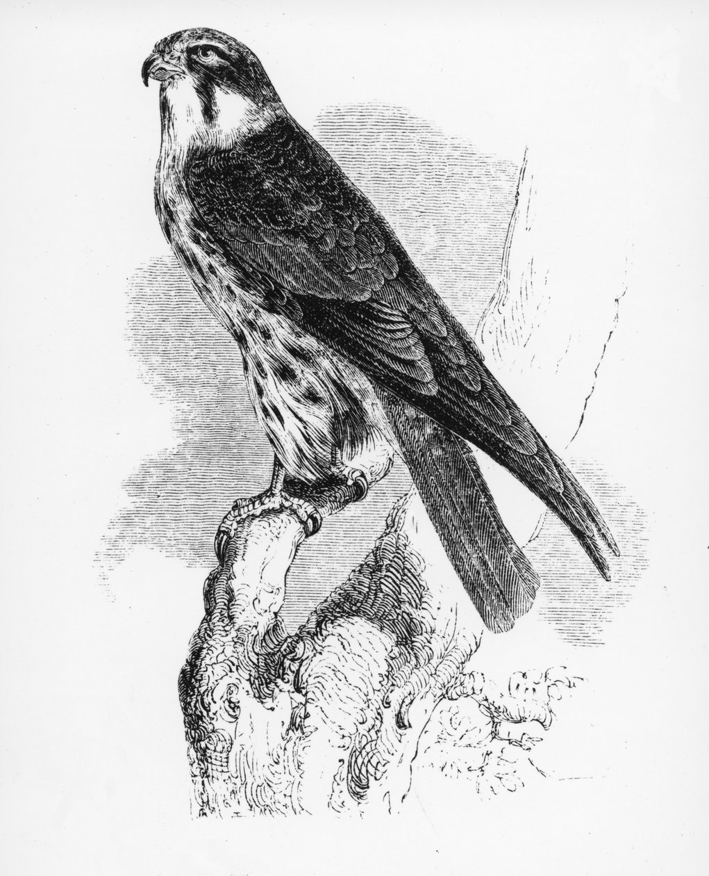 A hobbi, illusztráció William Yarrell „A British Birds története” című művéből, először 1843-ban jelent meg alkotó: William Yarrell