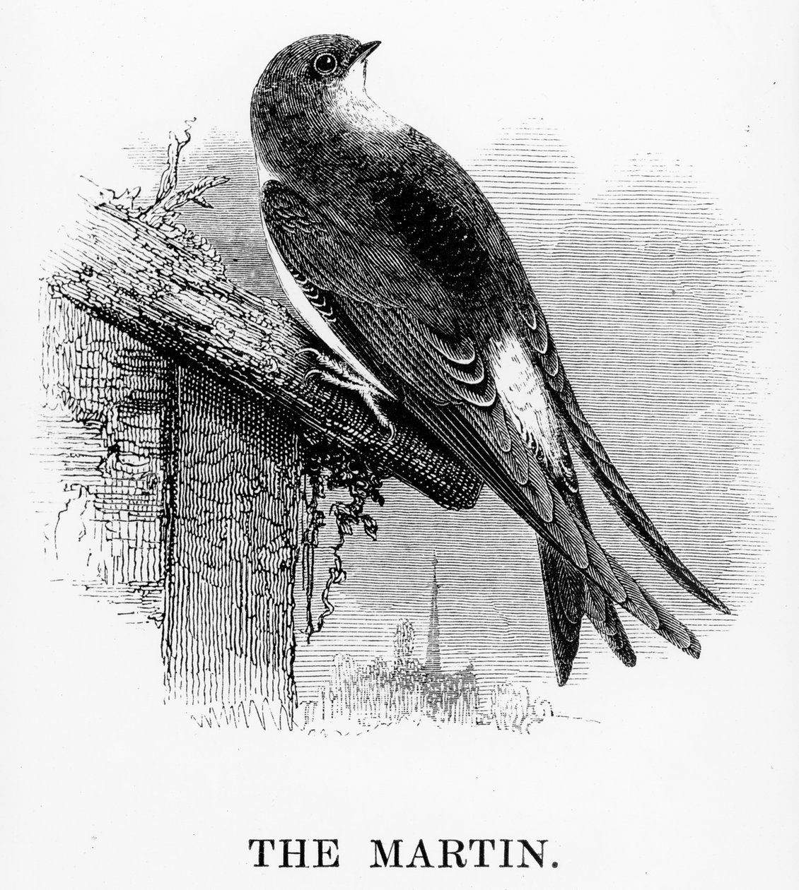 A Martin, William Yarrell „A British Birds története” című művéből készült illusztráció, először 1843-ban jelent meg alkotó: William Yarrell