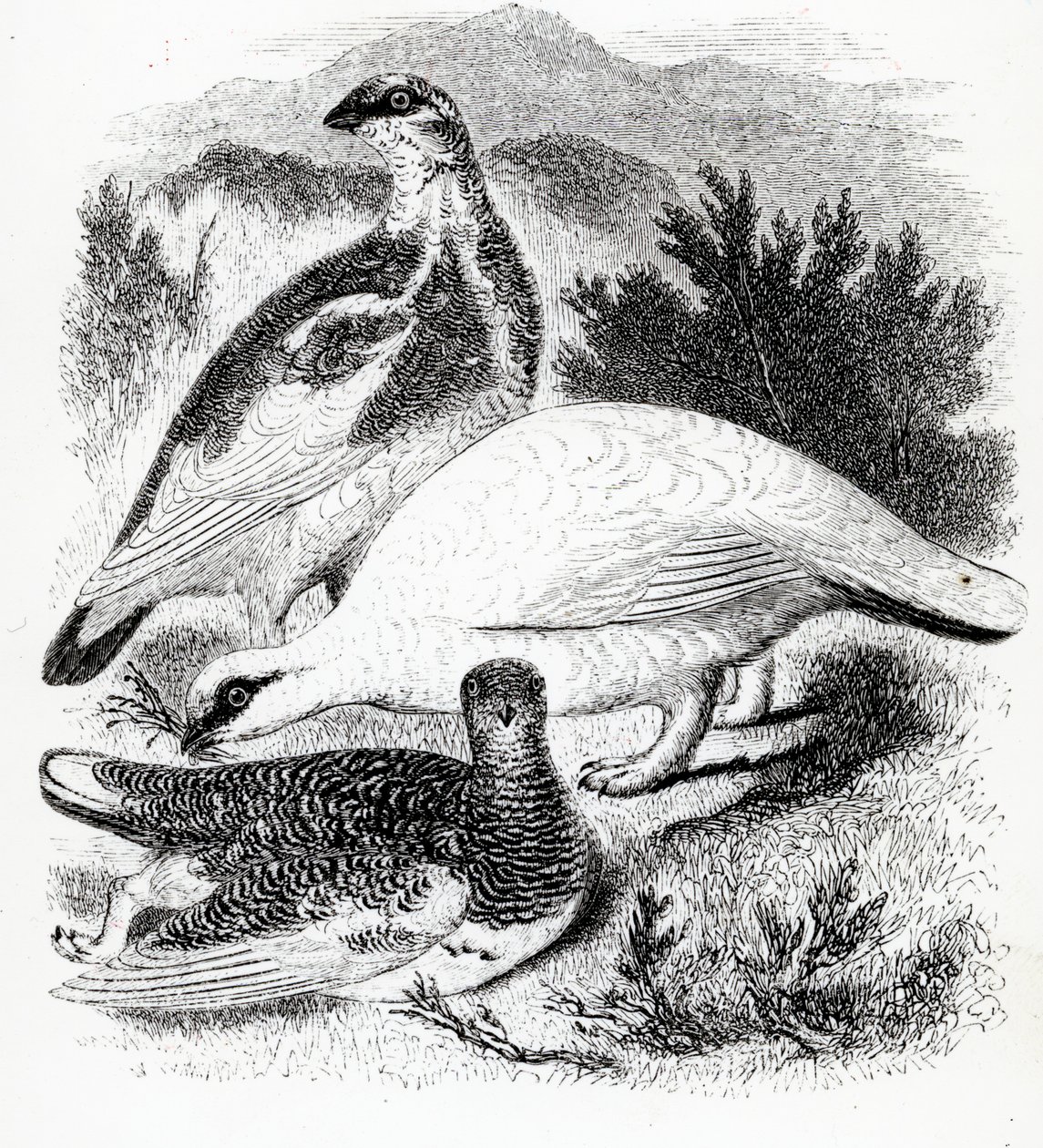 The Ptarmigan, illusztráció William Yarrell „A British Birds története” című művéből, először 1843-ban jelent meg alkotó: William Yarrell