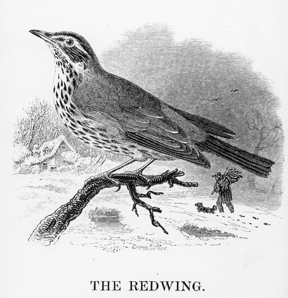 The Redwing, illusztráció William Yarrell „A British Birds története” című művéből, először 1843-ban jelent meg alkotó: William Yarrell