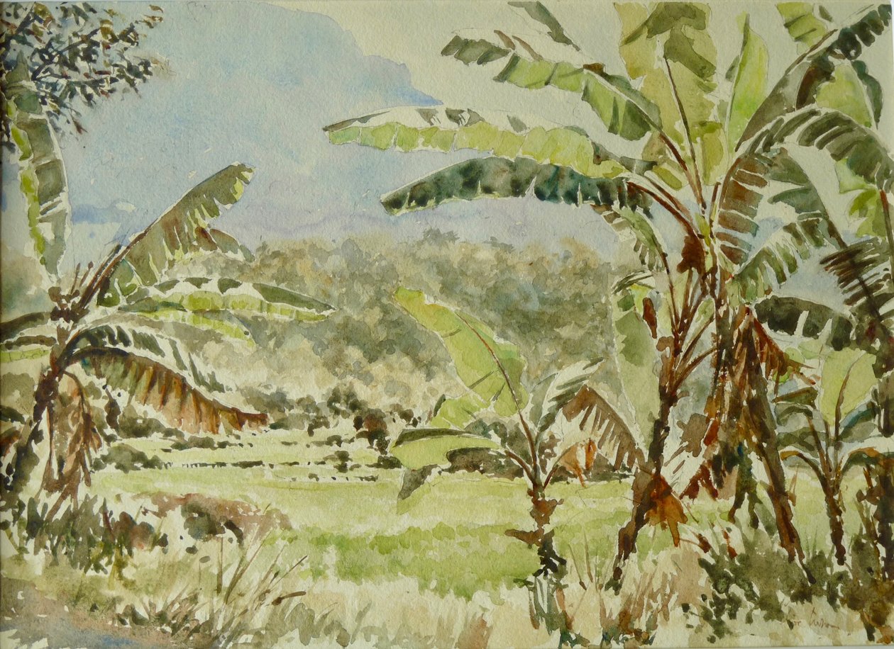 740 banánfa, Ramboda alkotó: Wilson Clive