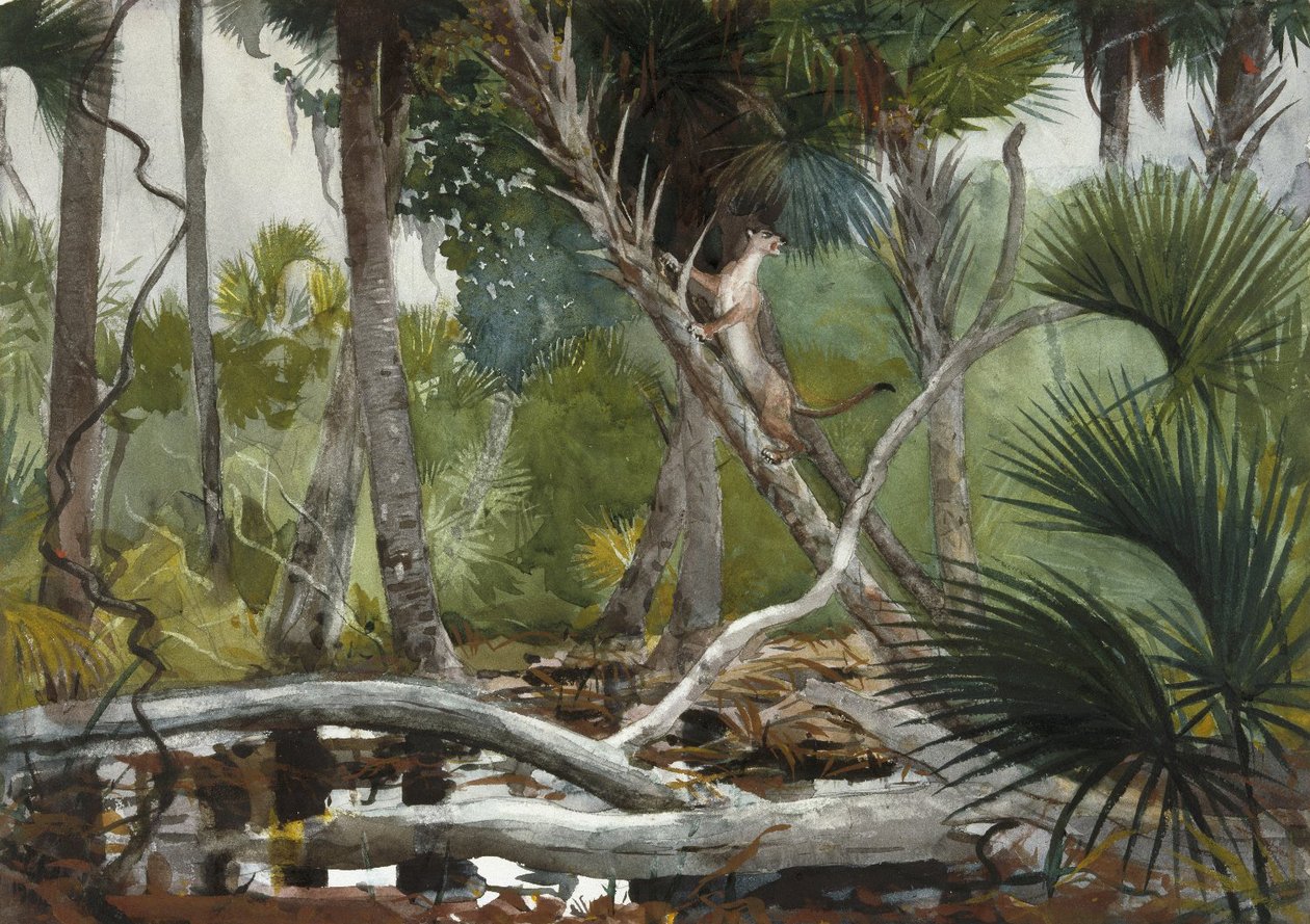 A dzsungelben, Floridában alkotó: Winslow Homer