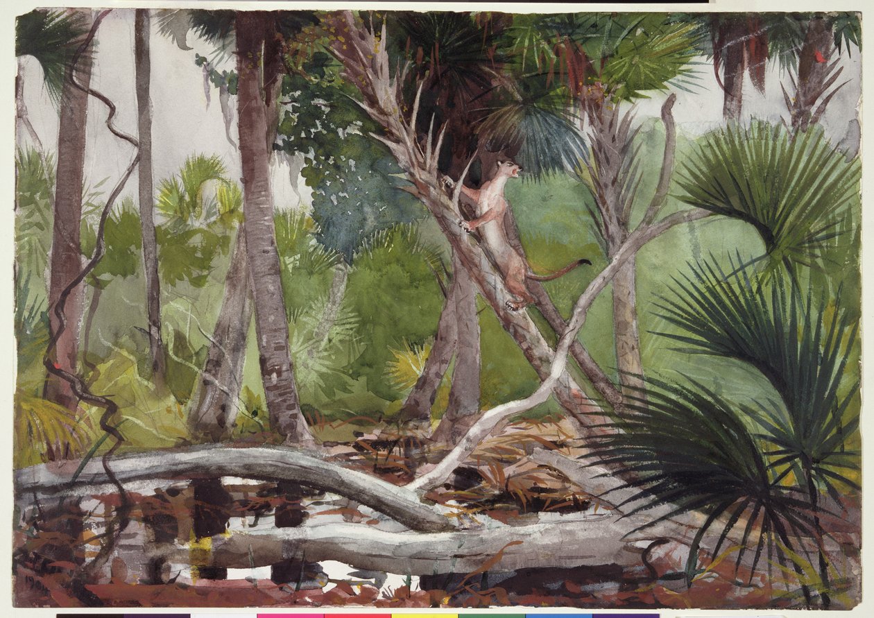 A dzsungelben, Florida, 1904 alkotó: Winslow Homer