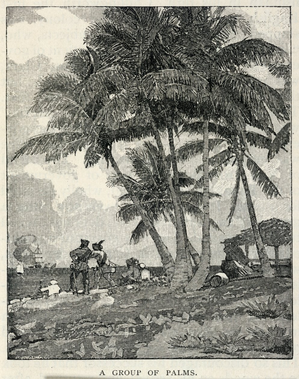 Egy pálmacsoport, a The Century Magazine 1887. februári számából alkotó: Winslow Homer
