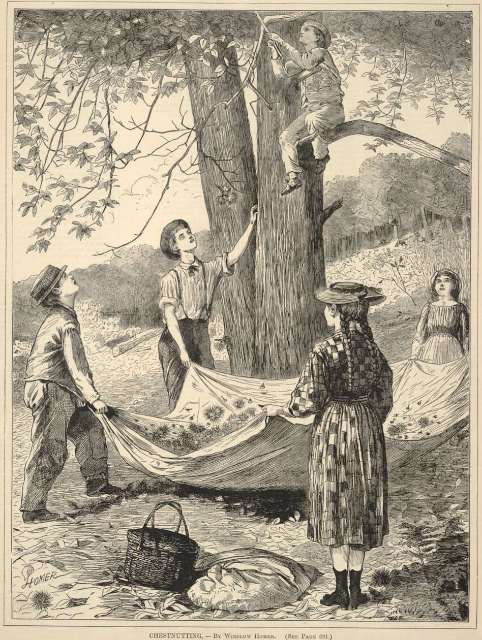 Chestnutting, a Minden szombaton: An Illustrated Journal of Choice Reading, 1870. október 29. alkotó: Winslow Homer