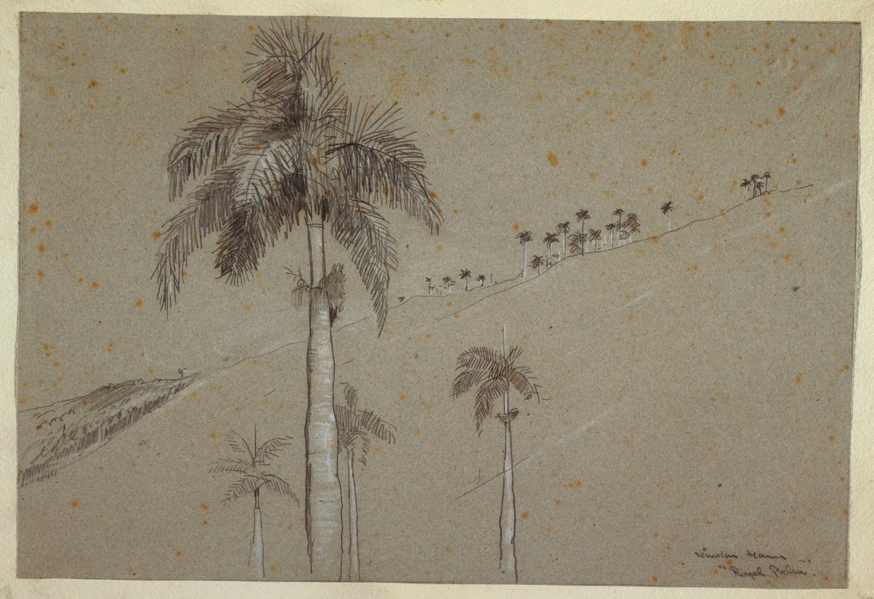 Rajz, Royal Palm, Kuba, 1885 alkotó: Winslow Homer
