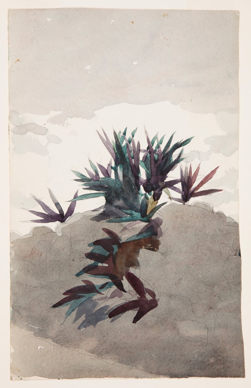 Domboldal Maguey csomóival alkotó: Winslow Homer