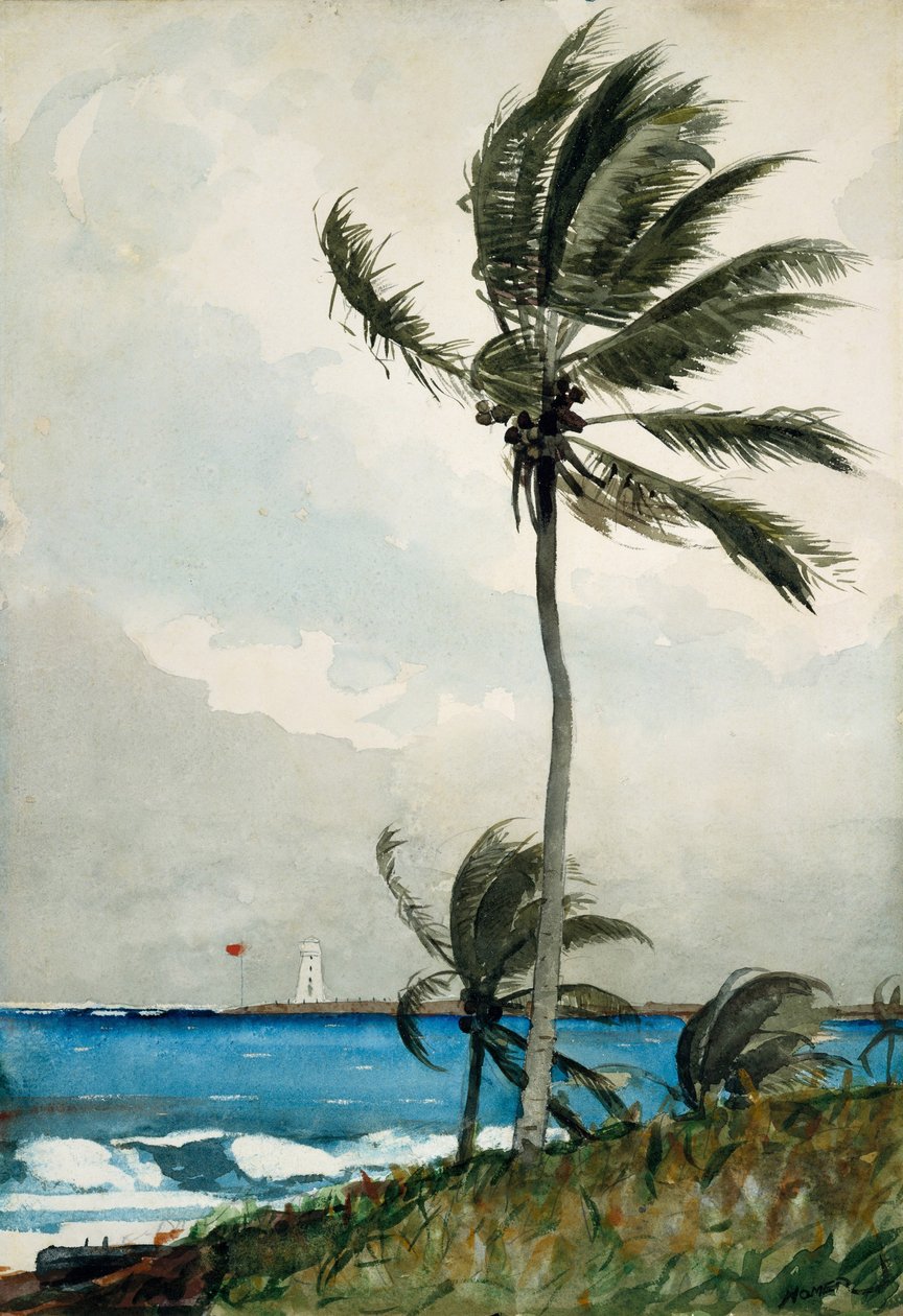 Pálmafa, Nassau, 1898 (wc és grafit törtfehér szőtt papíron) alkotó: Winslow Homer