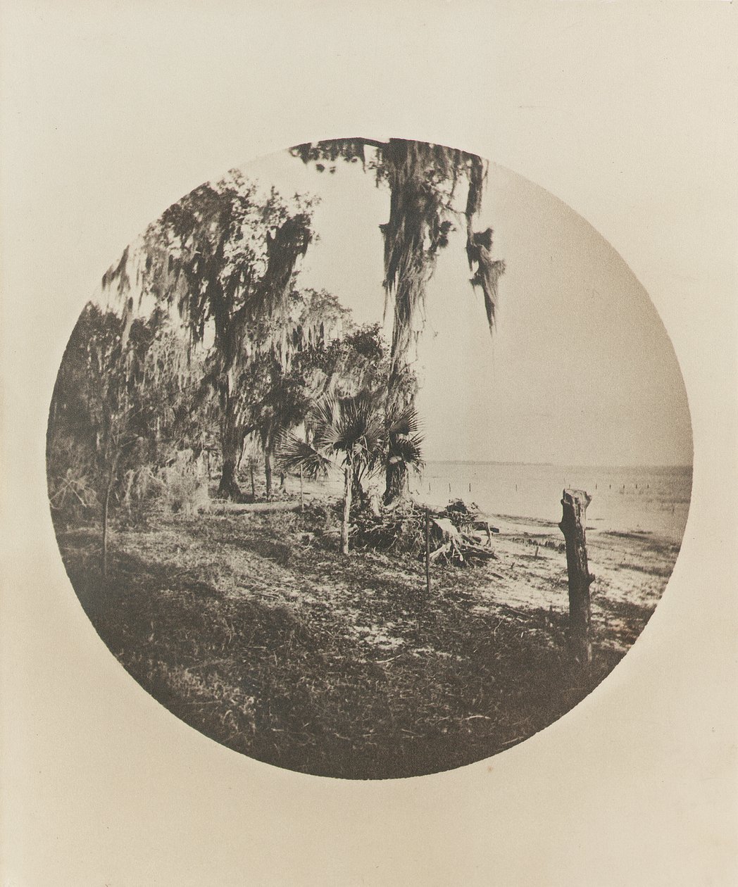 Pálmafa és strand jelenet, Florida partjai, 1904 körül alkotó: Winslow Homer