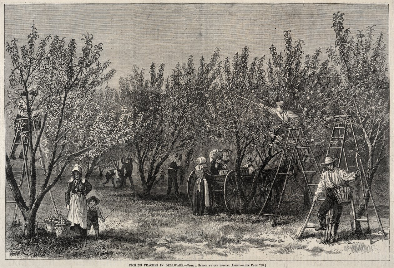 Őszibarack szedés Delaware-ben alkotó: Winslow Homer