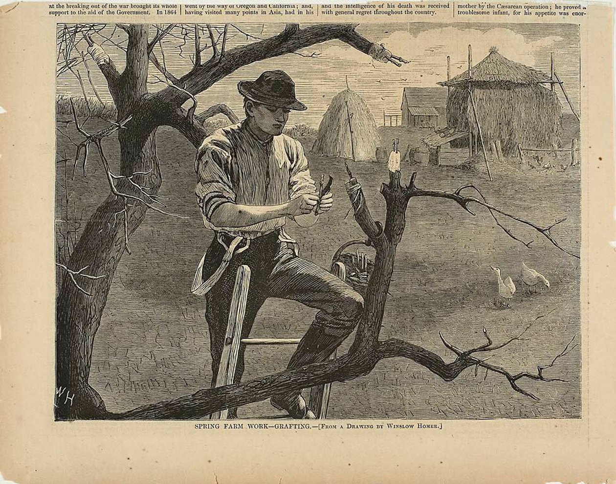 Tavaszi mezőgazdasági munkák - oltás alkotó: Winslow Homer