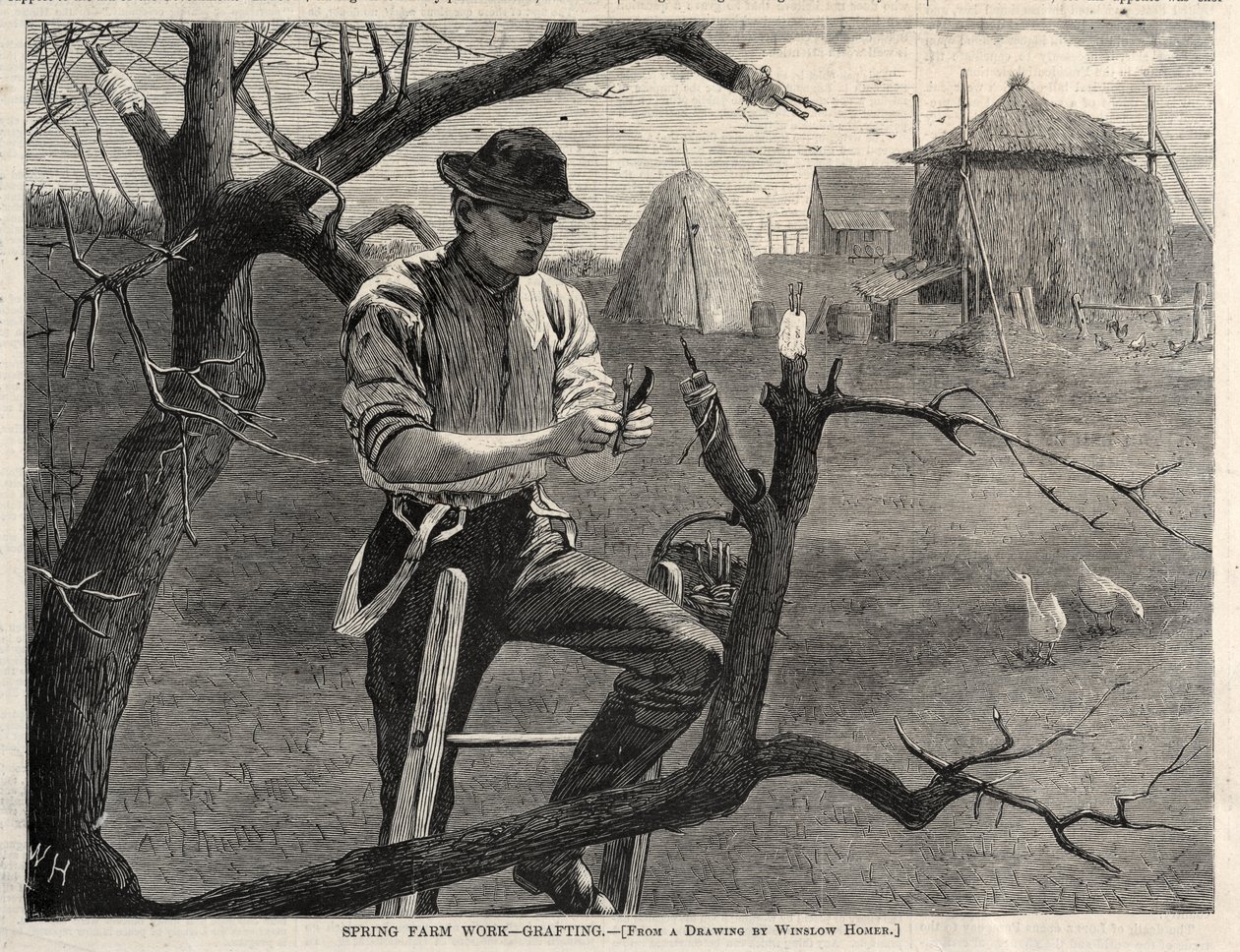 Tavaszi mezőgazdasági munkák – Oltás alkotó: Winslow Homer