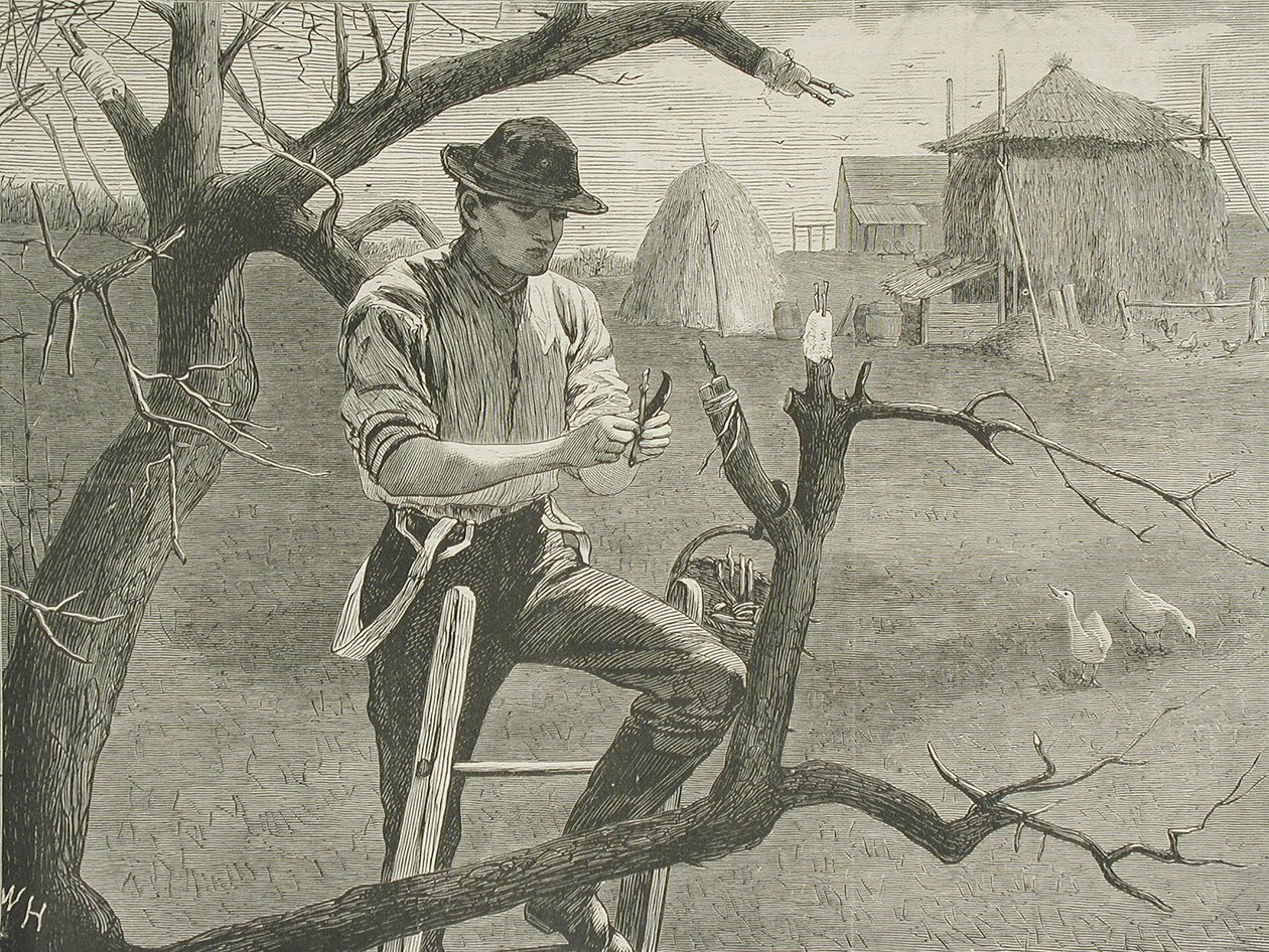 Tavaszi mezőgazdasági munkák – Oltás alkotó: Winslow Homer