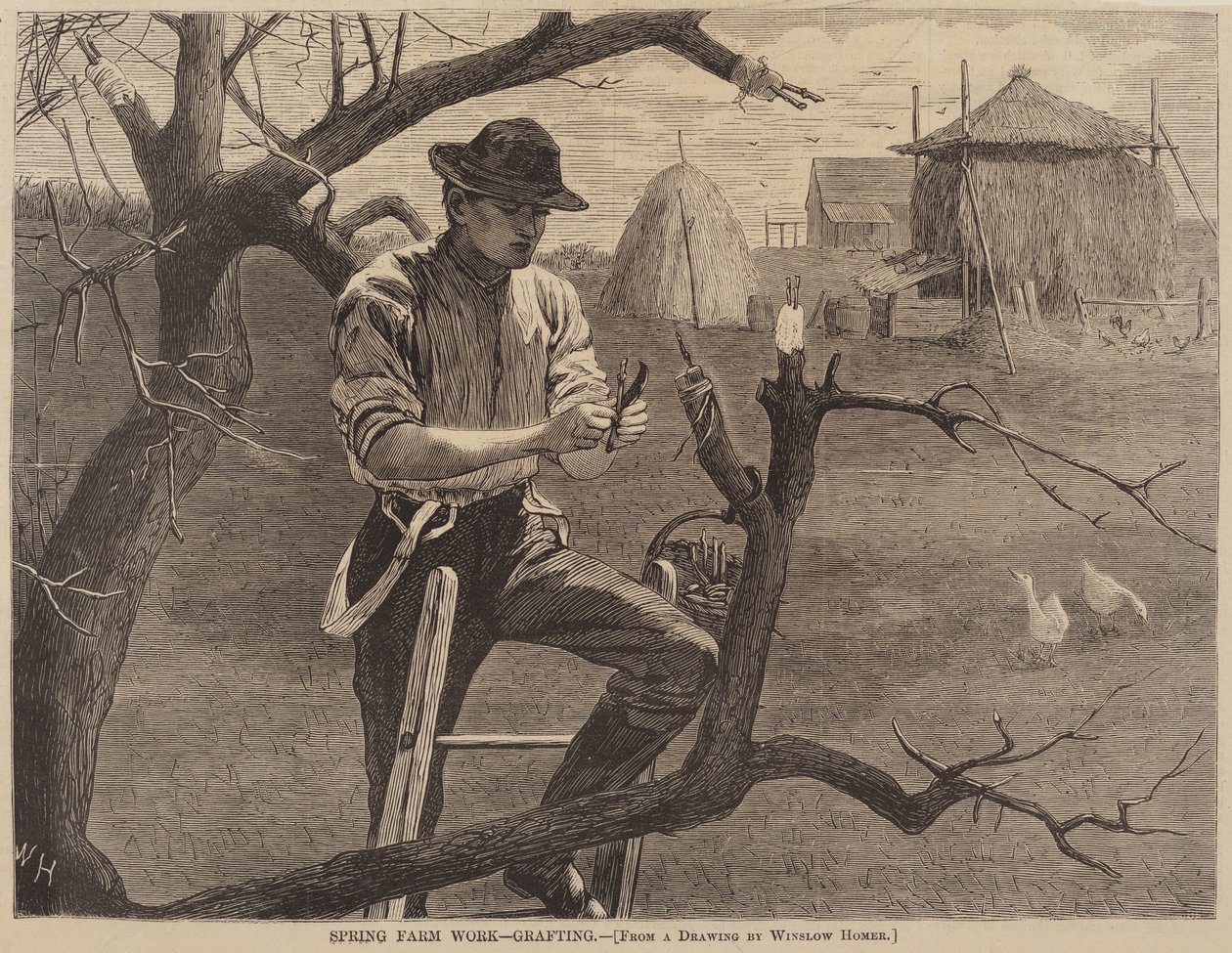 Tavaszi mezőgazdasági munkák – Oltás, megjelent 1870. alkotó: Winslow Homer
