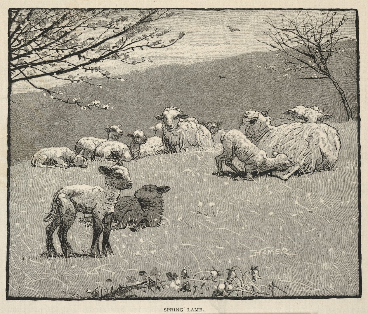 Tavaszi bárány, a Scribner