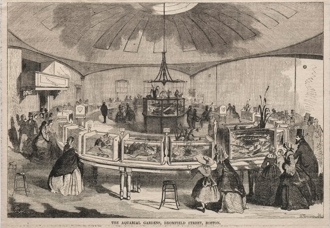 Az Aquarial Gardens, Bromfield Street, Boston, 1859. alkotó: Winslow Homer